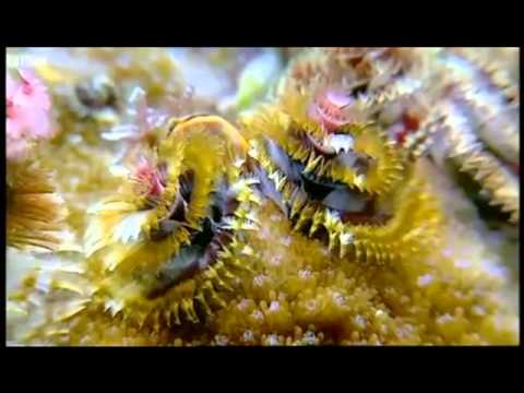 საბუნებისმეტყველო კლუბი - ავსტრალიის მარჯნის რიფები