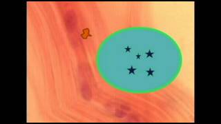 AP2 EXAM 2: T CELL RECEPTORS