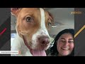 Couple adopts two shelter dogs. And now say they are their two sons.