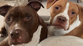 Couple adopts two shelter dogs. And now say they are their two sons.