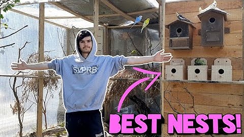 How To Build Best Nest Box Design - Adding 3 New Budgies!