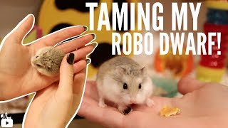 TAMING MY ROBOROVSKI HAMSTER