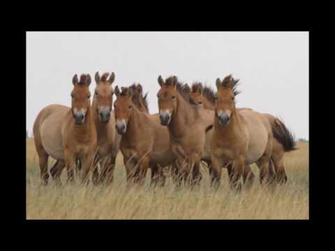 Животные из красной книги