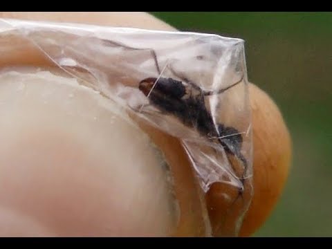 Grito de Hormiga - Cómo escuchar el sonido de las hormigas