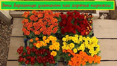Обзор сортов бархатцев. Эти бархатцы однозначно стоит выращивать! Продам быстро и без вопросов)))