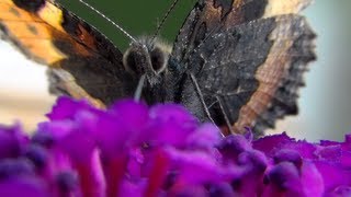 LP's butterfly close-up (Aglais urticae)