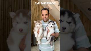 Husky puppy #dogs #husky #pets #breed #siberianhusky #huskydog #labrador