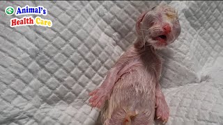 Miracle has come to the newborn kitten after going through a critical situation by ANIMAL'S HEALTH CARE 6,951 views 1 year ago 2 minutes, 15 seconds