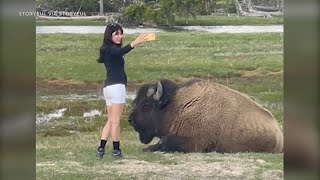 Despite warnings, woman approaches bison for selfie in Yellowstone