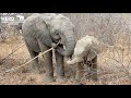 Khanyisa and Timisa - Sisterly elephant calf moments!