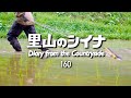 田舎暮らし 160:自給自足の田んぼをチェーン除草 / 近況報告