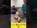 😼⚡ 猫パンチで沈黙 |Silenced by a cat punch #youtubeshorts #cat #funny #catvscat