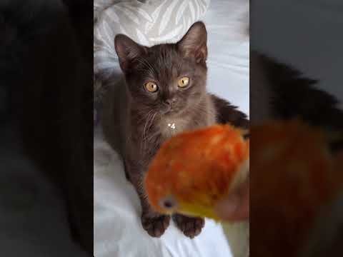 اكسبلور كوميديات     