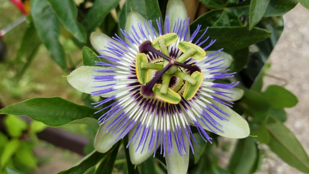 Die Blüte der Passionsblume YouTube Die Blüte der Passionsblume YouTube