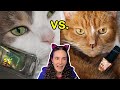 Which cat will sell better??? (Simply Nailogical birthday launch)