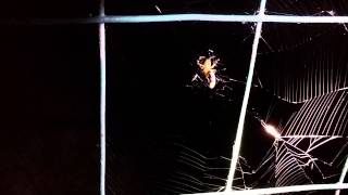 Spider eating Lightning Bug