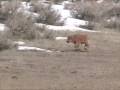 Newborn Yellowstone Bison