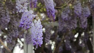 Жители Крыма наслаждаются красотой цветущей глицинии