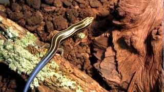 Amazing Blue Tailed Lizard (Five Lined Skink) Eats From My Hand