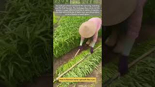 How to harvest water spinach like a pro