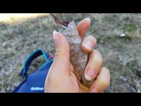 ASMR | Painting & Tracing Nature; Including Crisp Crackling Crunching Leaves
