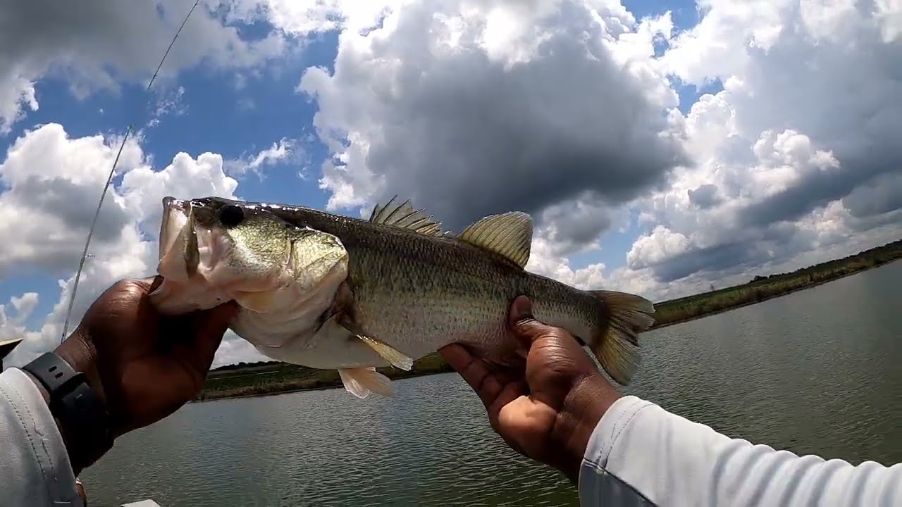 FISHING STAINED FARM POND FOR BIG BASS