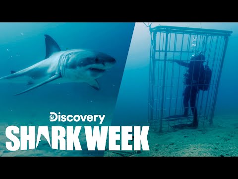 Diving to Find the Mother of Bird Island | Shark Week