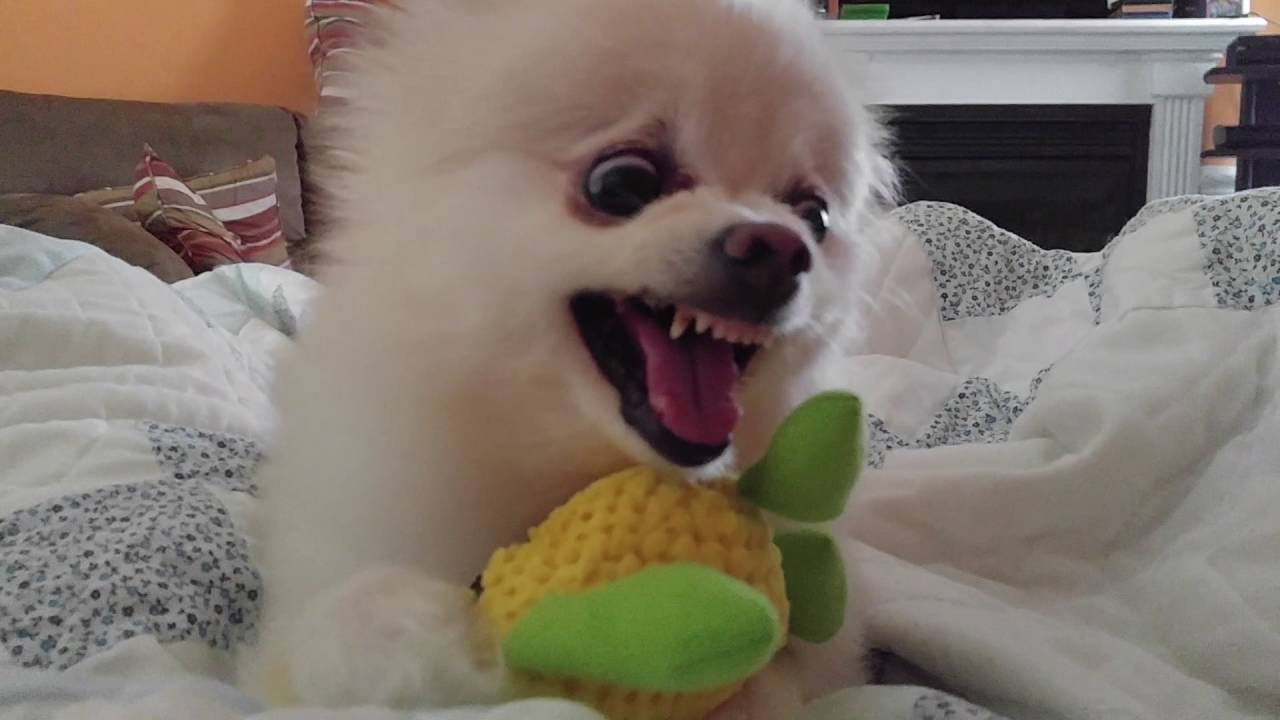 ポメ 触るんじゃねーぞぉ 愛犬のおもちゃを奪おうとすると どうぶつのこと