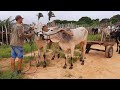 JUNTA DE BOI MANSO NA FEIRA DO GADO DE SÃO BENEDITO CEARÁ