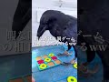 カラスって肉あげるとお金持ってくるの？wwwww