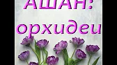 Орхидеи,узамба́рские фиалки,Самара🌺