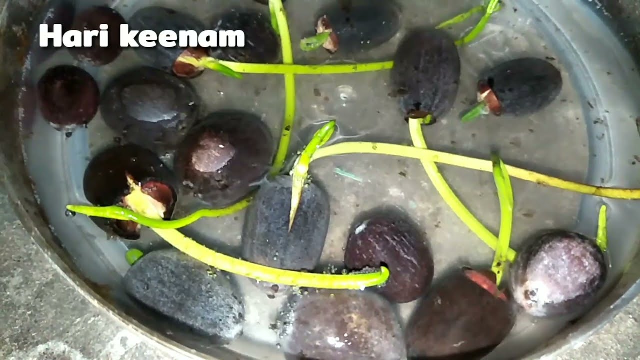 Cara Menanam Water Lily & Lotus Dari Biji Sampai Tumbuh Besar 