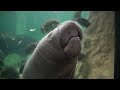 Meet the biggest newborn manatee at a polish zoo