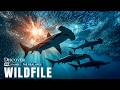 Giants of the Atlantic Ocean | Who Is the Real Apex Predator Beneath the Waves?