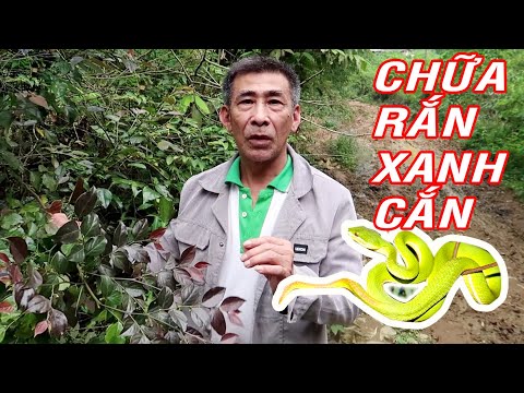 Video Bác nông dân bày cách giải độc Rắn Xanh cực hay từ cây... - youtube