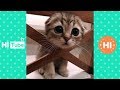 ♥かわいい犬と猫面白いことP27♥ペットかわいい動画2019