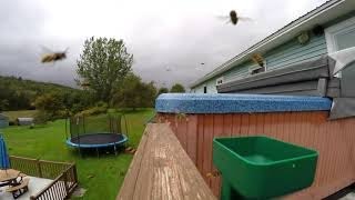 Yellow jacket wasps completely swarm & invade hot tub