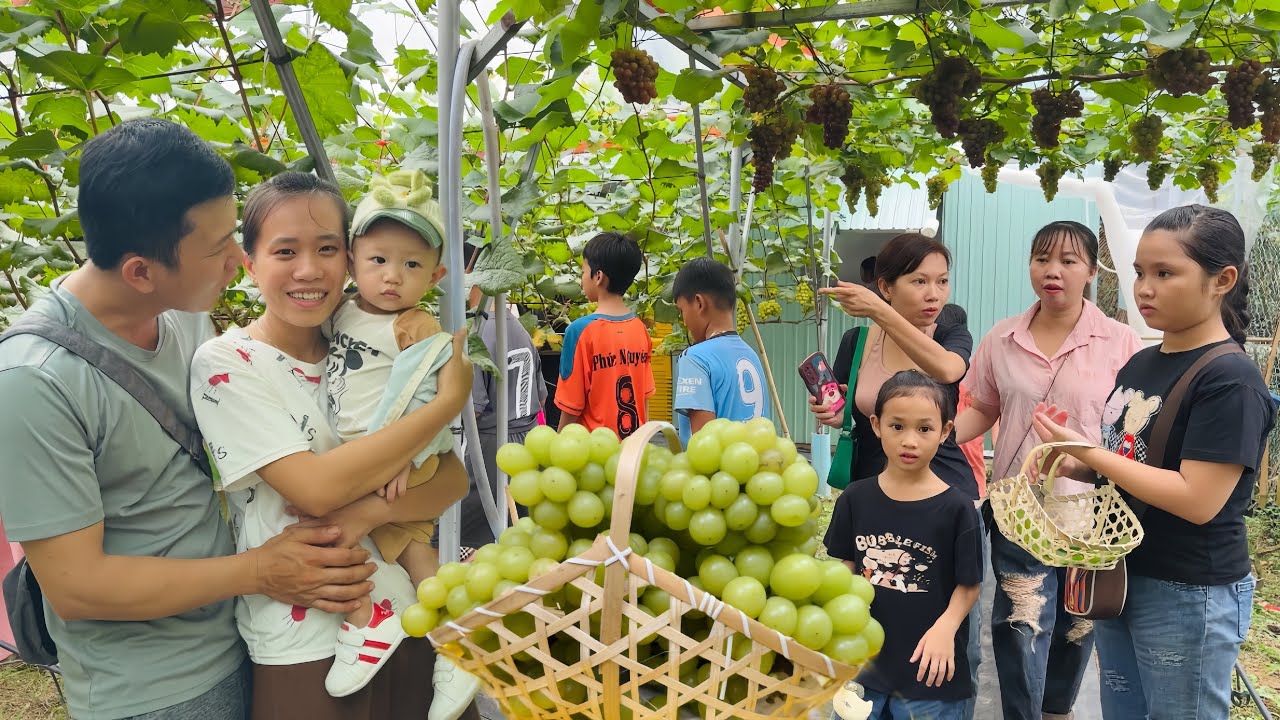 Vườn Nho Hết Sạch Trái Chỉ Sau 1 Ngày Rưỡi Mở Cửa Khách Tham Quan