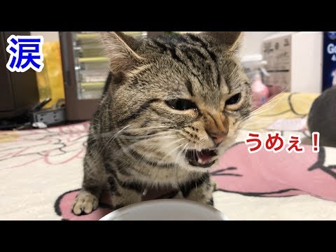 風呂上がりのミルクを凄い勢いでガブ飲みして涙を浮かべ硬直してしまった猫ｗ