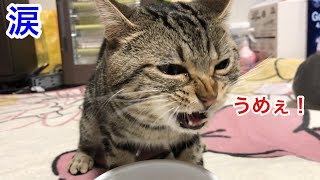 風呂上がりのミルクを凄い勢いでガブ飲みして涙を浮かべ硬直してしまった猫ｗ