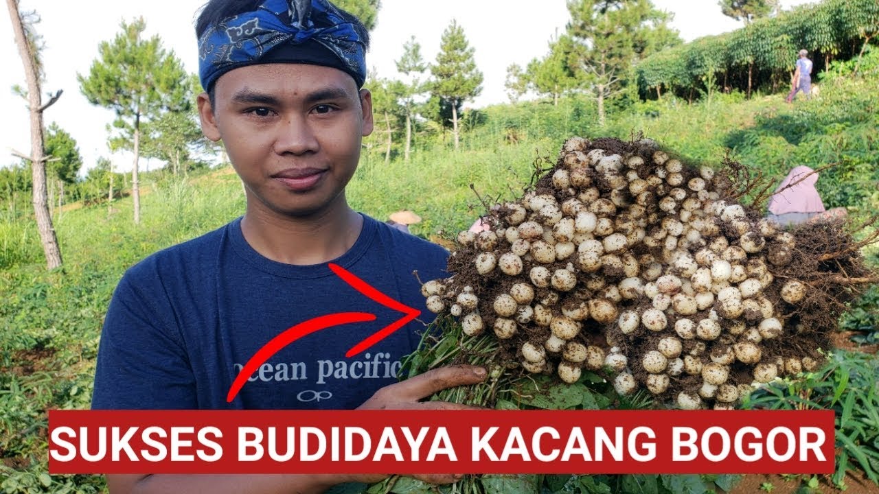 Melimpah Panen Perdana Kacang Bogor Youtube