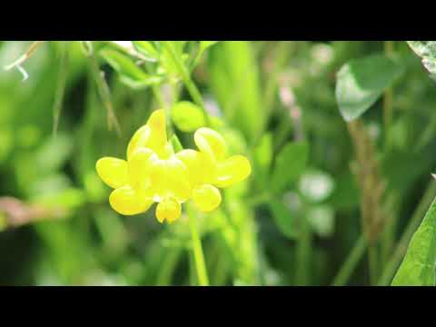 וִידֵאוֹ: What Is Birdsfoot Trefoil - למד על צמח Birdsfoot Trefoil