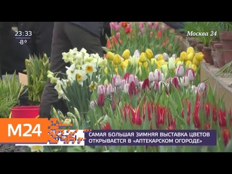 Самая большая зимняя выставка цветов открывается в "Аптекарском огороде" - Москва 24