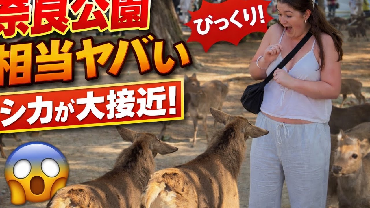 こんな楽しい公園他に無い❤️🦌笑顔を笑いが止まらない外国人観光客🌿🎌 | NARA PARK JAPAN VLOGS | Travel to Nara !! 