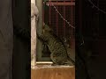 SEMMBA STRONG рџ Є рџђ Music Cat Kittey Cute SEMMBA STRONG рџ Є рџђ Music Cat Kittey Cute