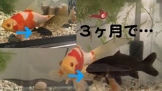 ブラックコメットの成長が速過ぎるので水槽を大きくする