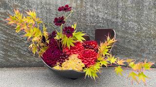 Autumn Dahlia Drama with Japanese Maple