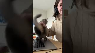 Cats Crashing Zoom Meetings: The Ultimate Funny Compilation (2025 Edition)