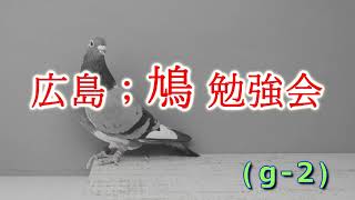 広島;鳩勉強会 (g-2) ♦6羽 確認して下さい♦