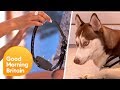 Electric Dog Collars: Should They Be Banned? | Good Morning Britain